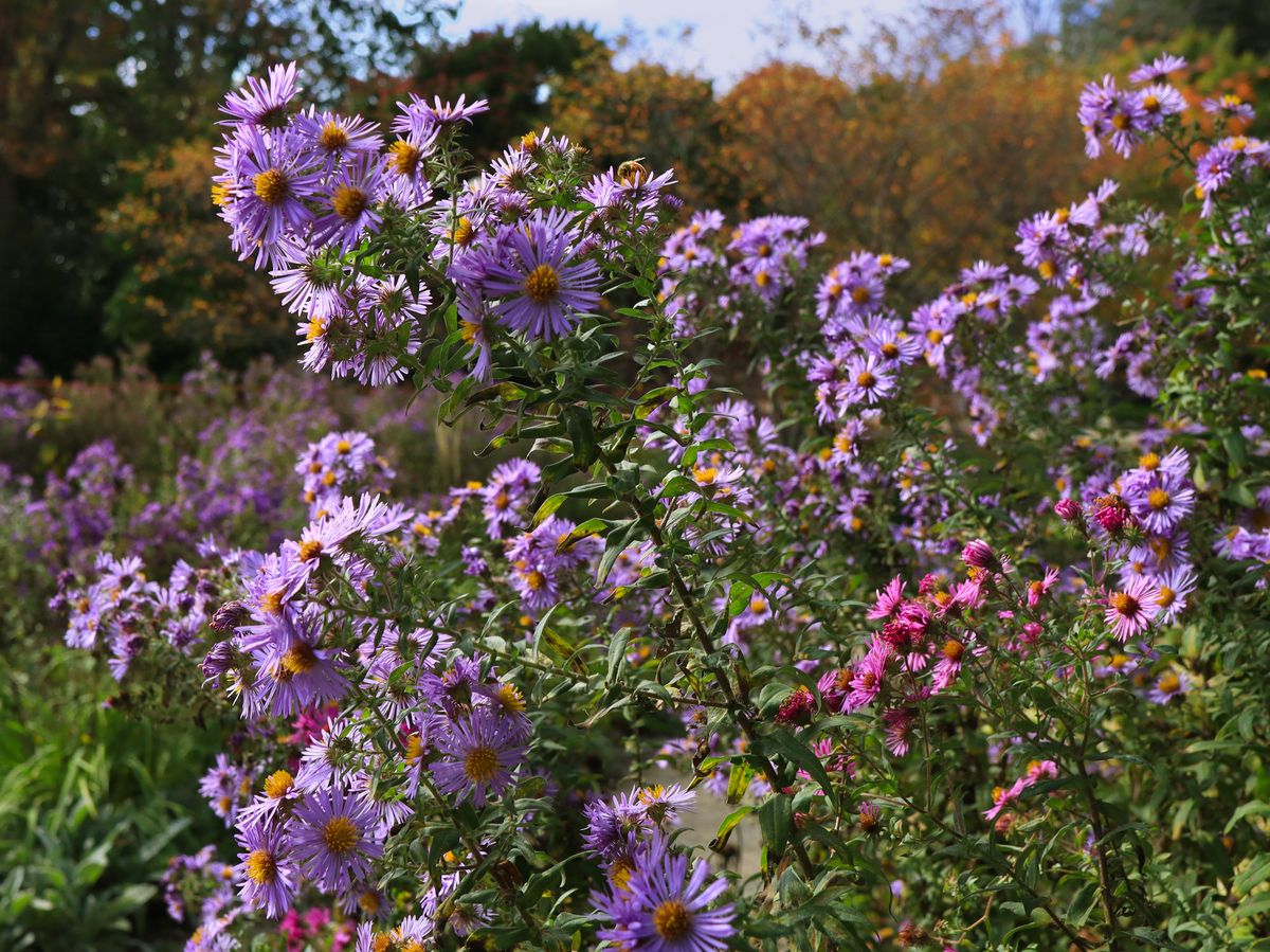 Park Nature Walk in Autumn